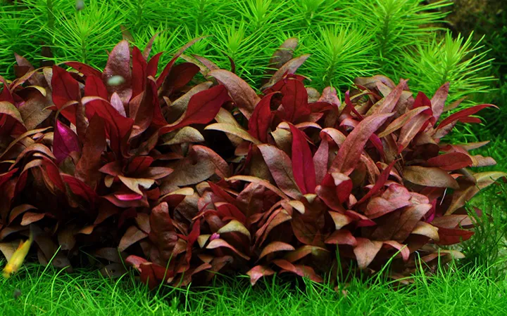 Tropica_Alternanthera_reineckii_Mini3.webp