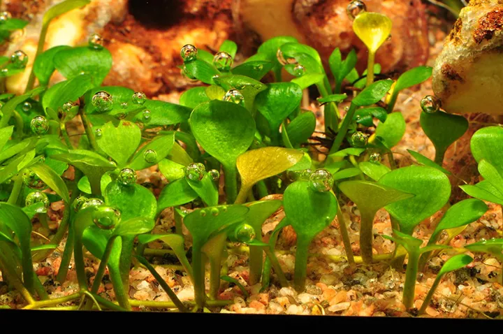 Tropica_Marsilea_hirsuta4.webp
