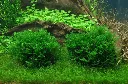 Tropica_Monosolenium_tenerum3.webp