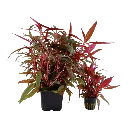 Tropica_Alternanthera_reineckii_Pink_XL_Pot2.webp
