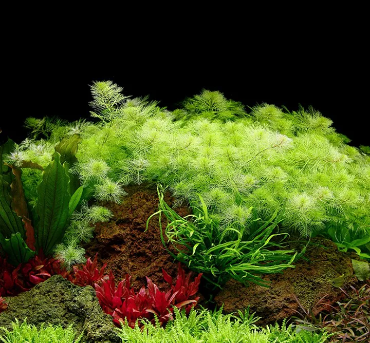 Tropica_Myriophyllum_mattogrossense3.webp