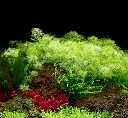 Tropica_Myriophyllum_mattogrossense3.webp
