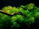 Tropica_Myriophyllum_mattogrossense2.webp