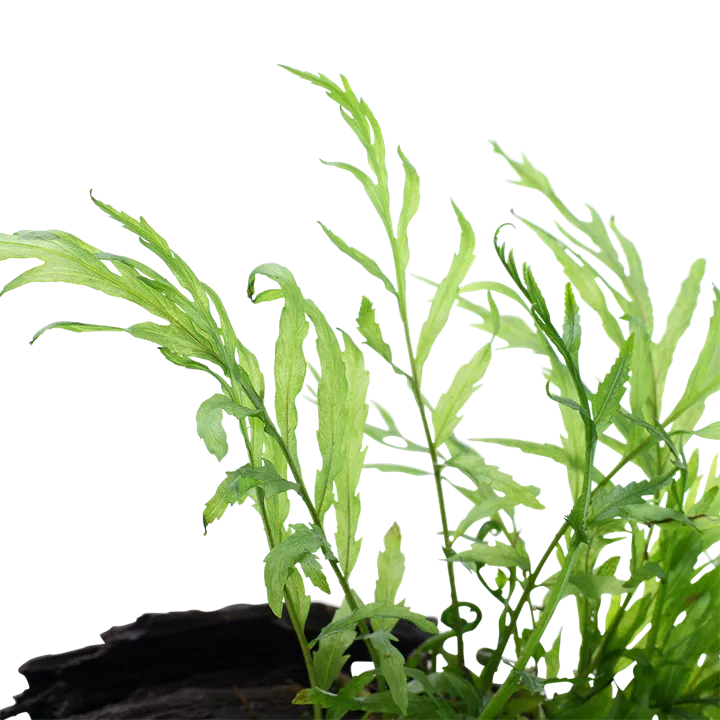 Image - 006 YWS.webp