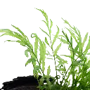 Image - 006 YWS.webp