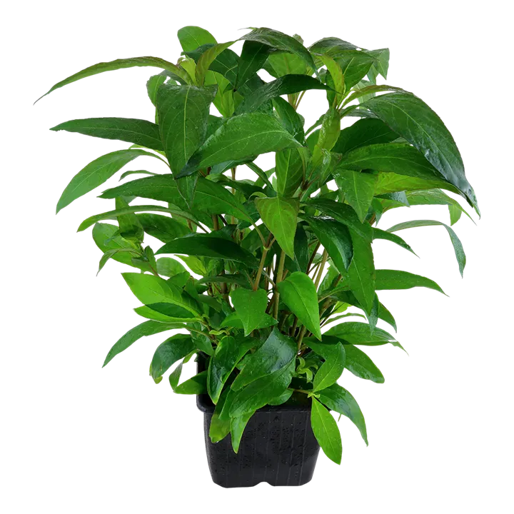 Image - 053A XL 2.webp