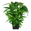 Image - 053A XL 2.webp