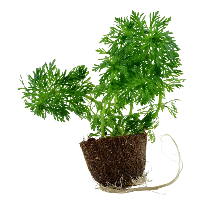 Image - 047 MP2.webp