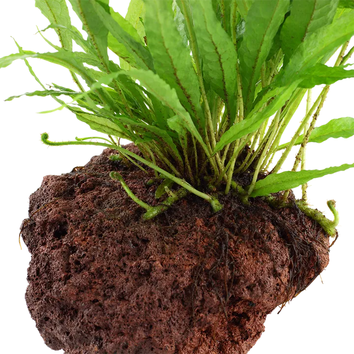 Image - 008 YLS.webp