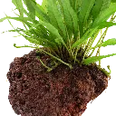 Image - 008 YLS.webp