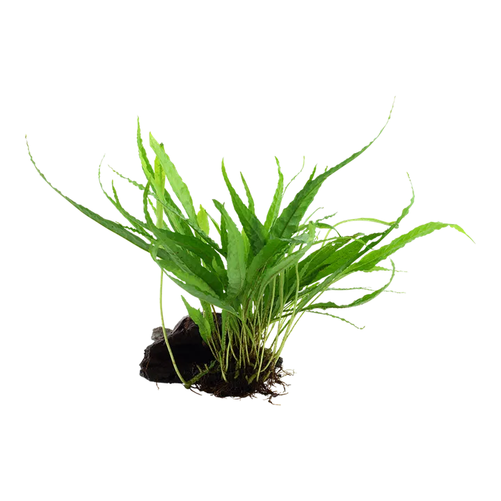 Image - 008 YWS.webp