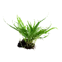 Image - 008 YWS.webp