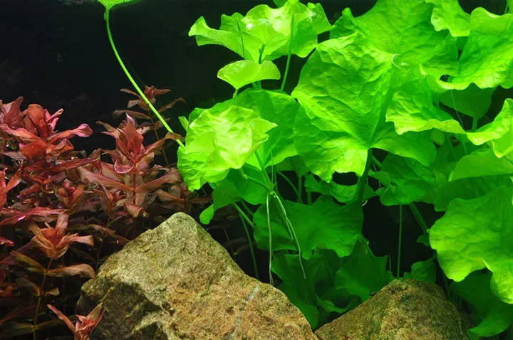 Tropica_Nymphoides_hydrophylla_Taiwan3.webp