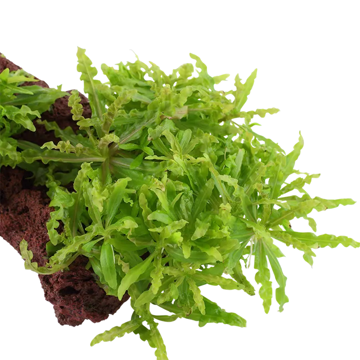 Image - 053H YLS.webp