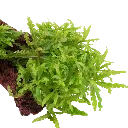 Image - 053H YLS.webp