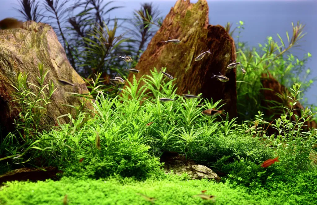 Tropica_Pogostemon_helferi3.webp