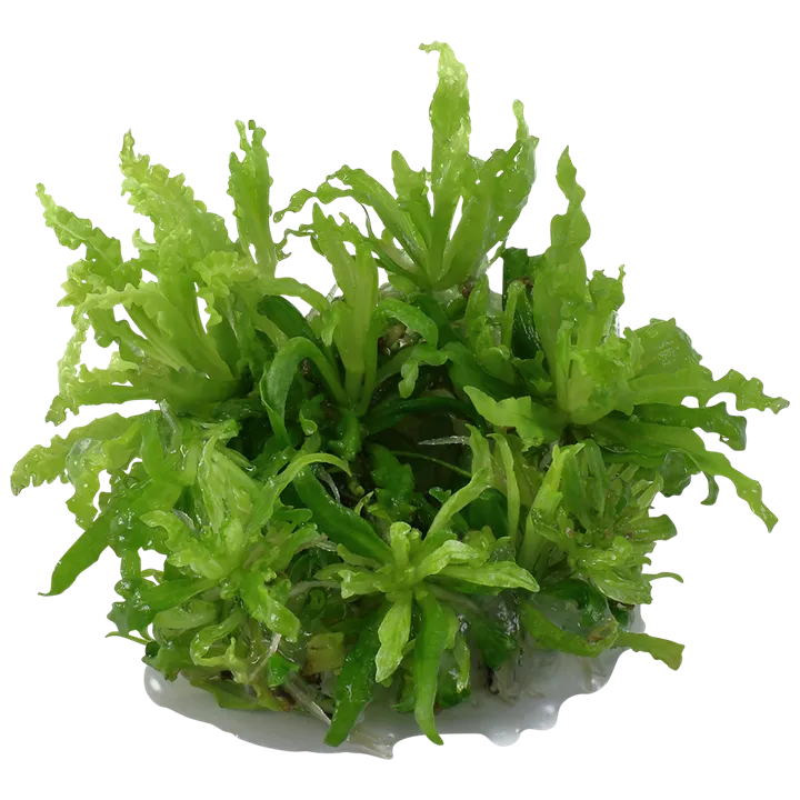 Tropica_Pogostemon_helferi2.webp