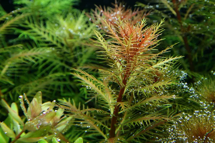 Tropica_Proserpinaca_palustris_Cuba4.webp