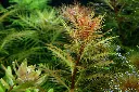 Tropica_Proserpinaca_palustris_Cuba4.webp