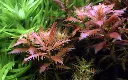 Tropica_Proserpinaca_palustris_Cuba3.webp