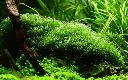 Tropica_Riccia_fluitans4.webp