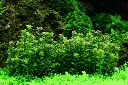 Tropica_Rotala_indica_Bonsai4.webp