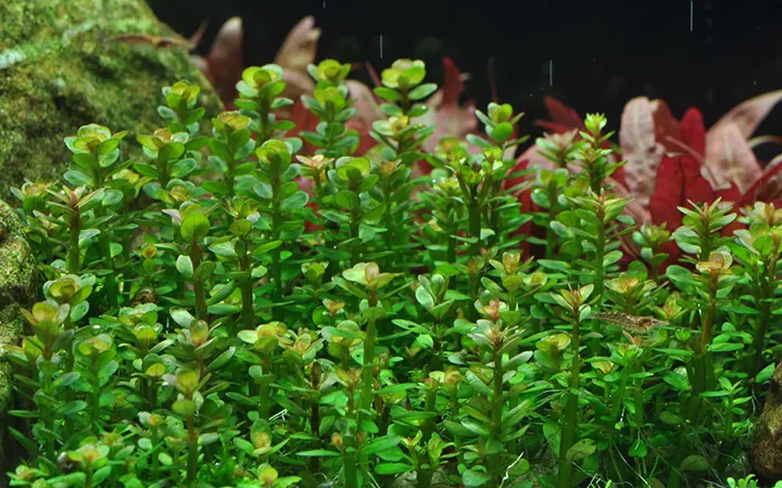 Tropica_Rotala_indica_Bonsai3.webp