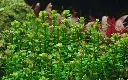 Tropica_Rotala_indica_Bonsai3.webp