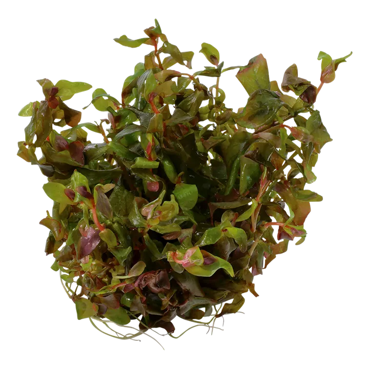 Tropica_Rotala_macrandra2.webp