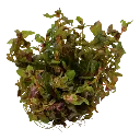 Tropica_Rotala_macrandra2.webp