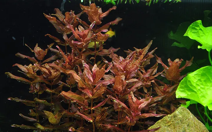 Tropica_Rotala_macrandra3.webp