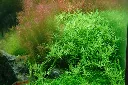 Tropica_Rotala_rotundifolia_Green3.webp