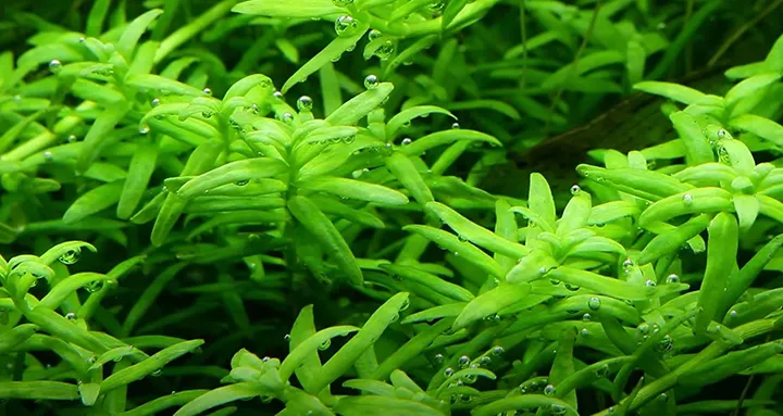 Tropica_Rotala_rotundifolia_Green2.webp