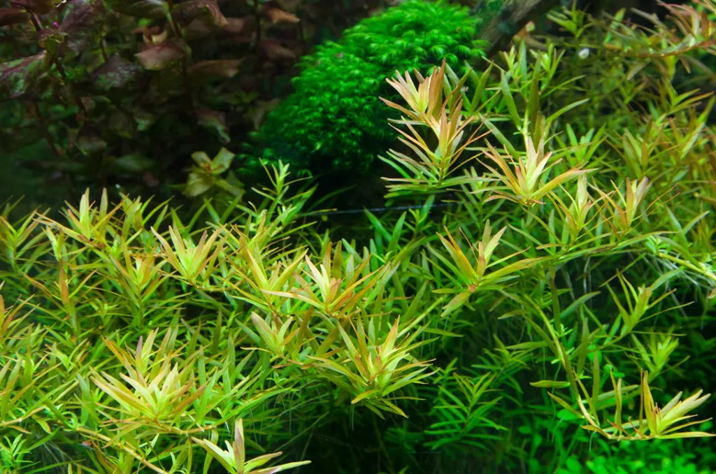 Tropica_Rotala_rotundifolia_Hra3.webp