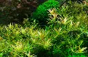 Tropica_Rotala_rotundifolia_Hra3.webp