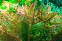 Tropica_Rotala_rotundifolia_Hra4.webp