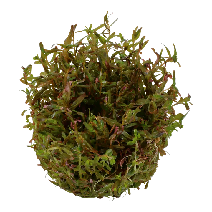 Tropica_Rotala_rotundifolia_Hra2.webp