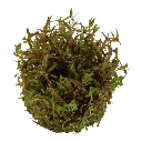 Tropica_Rotala_rotundifolia_Hra2.webp