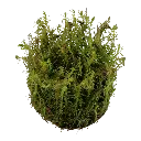 Tropica_Rotala_wallichii2.webp