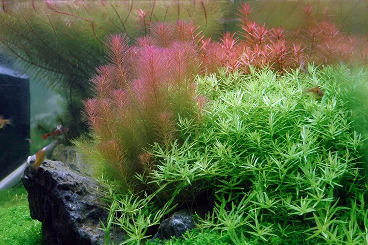 Tropica_Rotala_wallichii3.webp