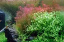Tropica_Rotala_wallichii3.webp