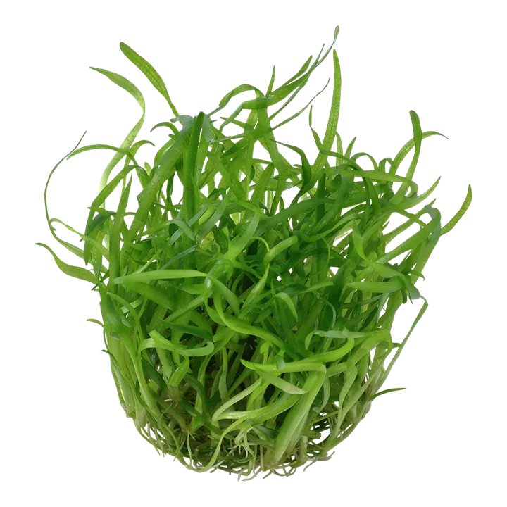 Tropica_Sagittaria_subulata2.webp