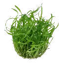 Tropica_Sagittaria_subulata2.webp