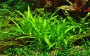 Tropica_Sagittaria_subulata4.webp
