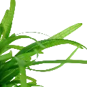 Tropica_Sagittaria_subulata3.webp