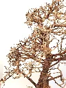 detail_tree_top.webp