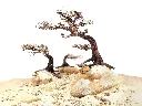 bonsai.webp