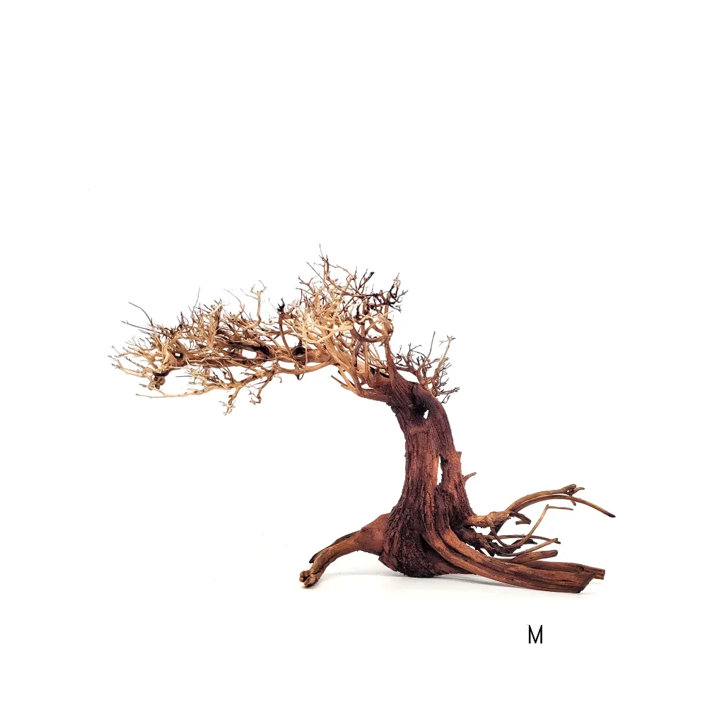 wio_arboretum_bonsai_M.webp
