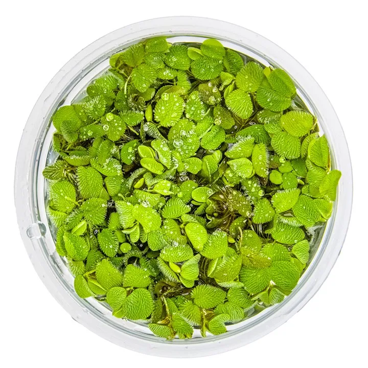 Tropica_Salvinia_minima2.webp