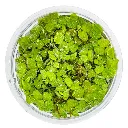 Tropica_Salvinia_minima2.webp